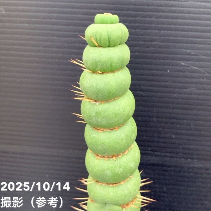 期間限定10％OFF！】【現品お届け】ユーリキニア カスタネア