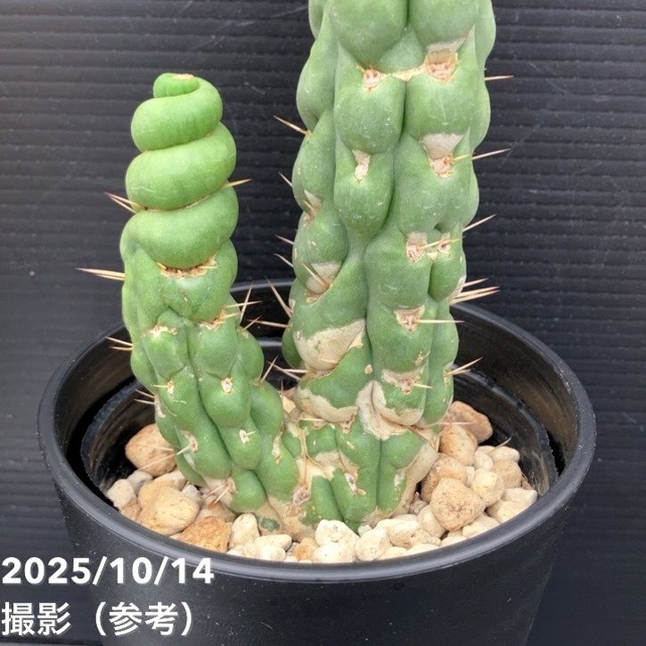 希少 ユーリキニア　カスタネア　スピラリス ユーリキニア・カスタネア・スピラリス | trigger