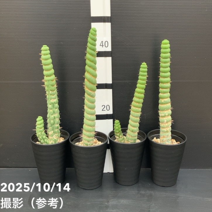 現品お届け】ユーリキニア カスタネア スピラリス 4号（1