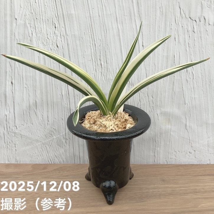 万年青　玉姫　鉢付き 現品お届け】豊明園 万年青 オモト 玉雀の図 陶器鉢（O16）｜観葉10-TU