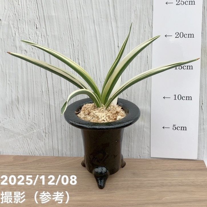 現品お届け】豊明園 万年青 オモト 日月星 江戸 陶器鉢（O11）｜観葉10