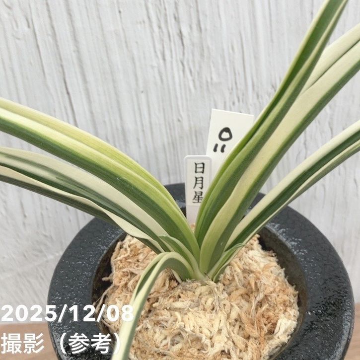 万年青　玉姫　鉢付き 現品お届け】豊明園 万年青 オモト 玉雀の図 陶器鉢（O16）｜観葉10-TU