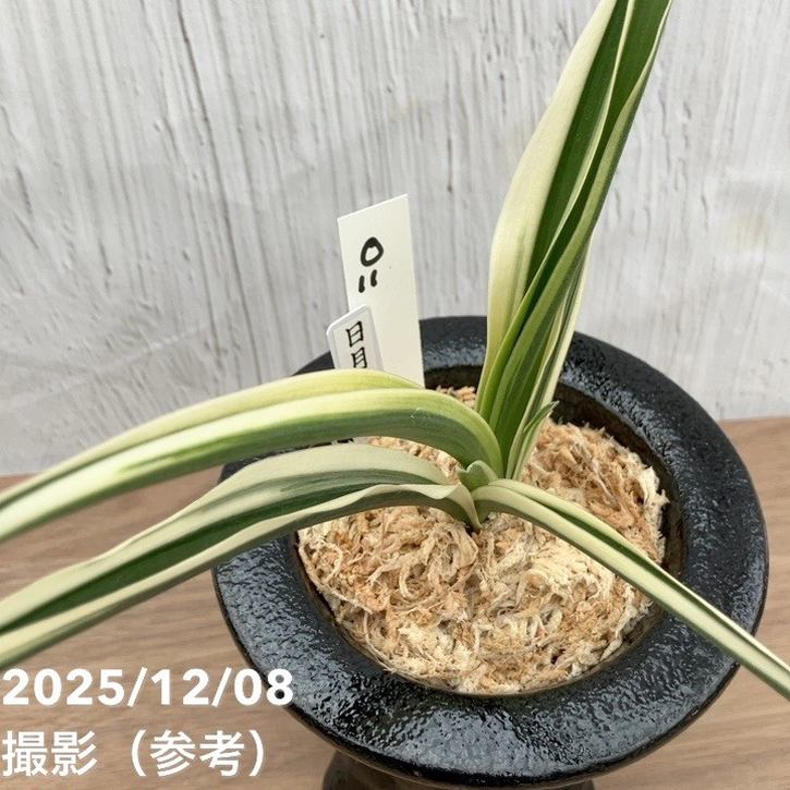 現品お届け】豊明園 万年青 オモト 日月星 江戸 陶器鉢（O11）｜観葉10