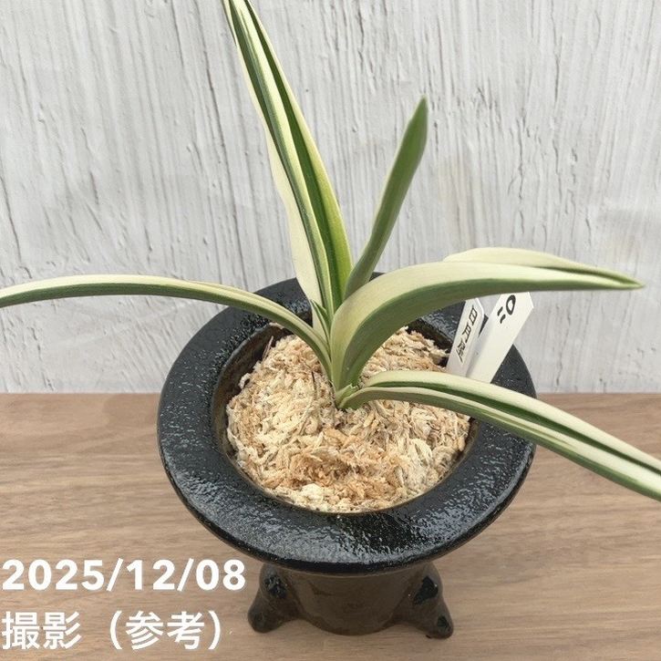 現品お届け】豊明園 万年青 オモト 日月星 江戸 陶器鉢（O11）｜観葉10