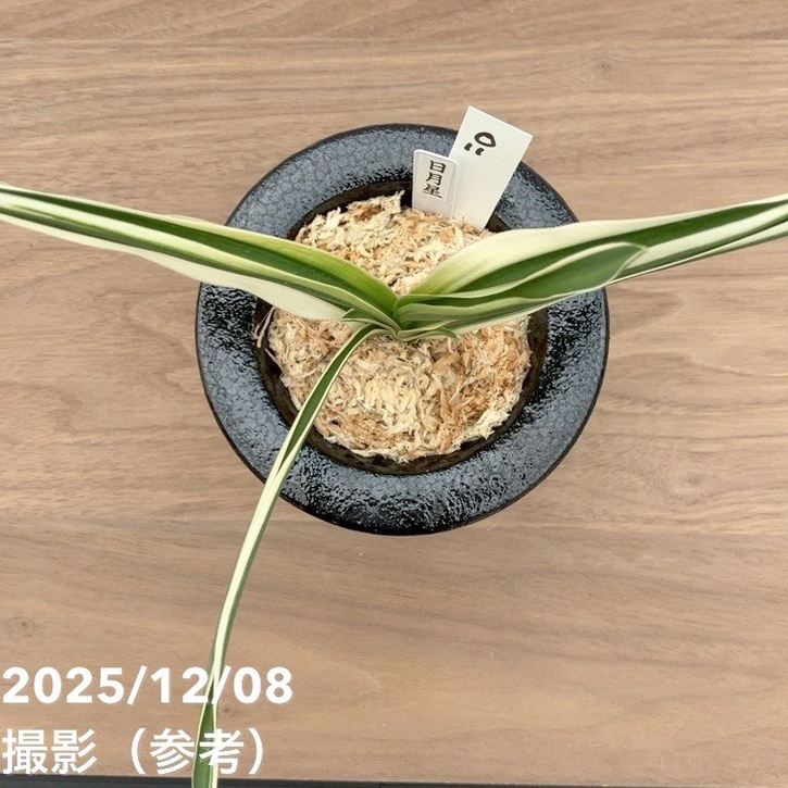 現品お届け】豊明園 万年青 オモト 日月星 江戸 陶器鉢（O11）｜観葉10