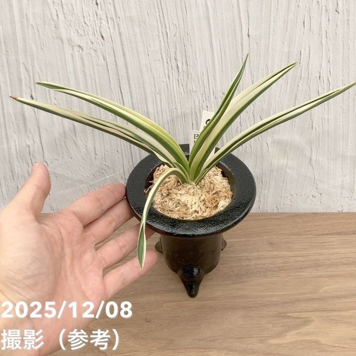 決算P5倍！10%OFF！8/2まで】【現品お届け】豊明園 万年青 オモト 日月