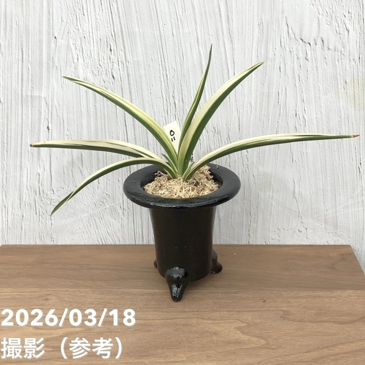 現品お届け】豊明園 万年青 オモト 日月星 江戸 陶器鉢（O11）｜観葉10