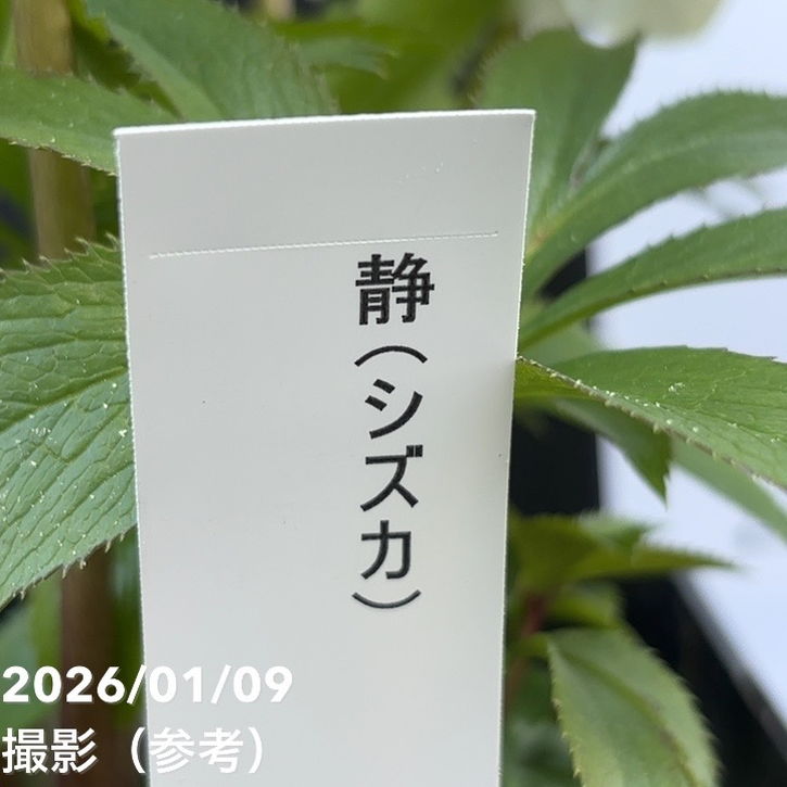 一点物】堀切園 クリスマスローズ ウィンターシンフォニー 静（シズカ