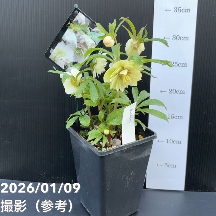 一点物】堀切園 クリスマスローズ ウィンターシンフォニー 静（シズカ