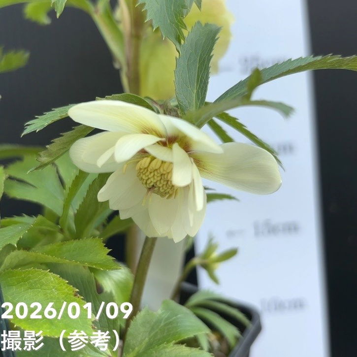 一点物】堀切園 クリスマスローズ ウィンターシンフォニー 静（シズカ