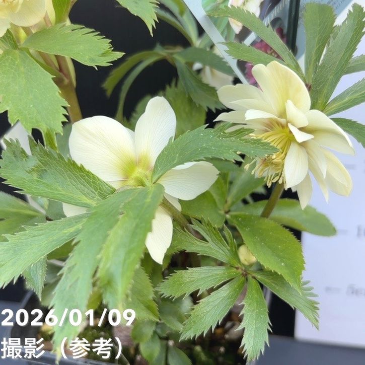 一点物】堀切園 クリスマスローズ ウィンターシンフォニー 静（シズカ