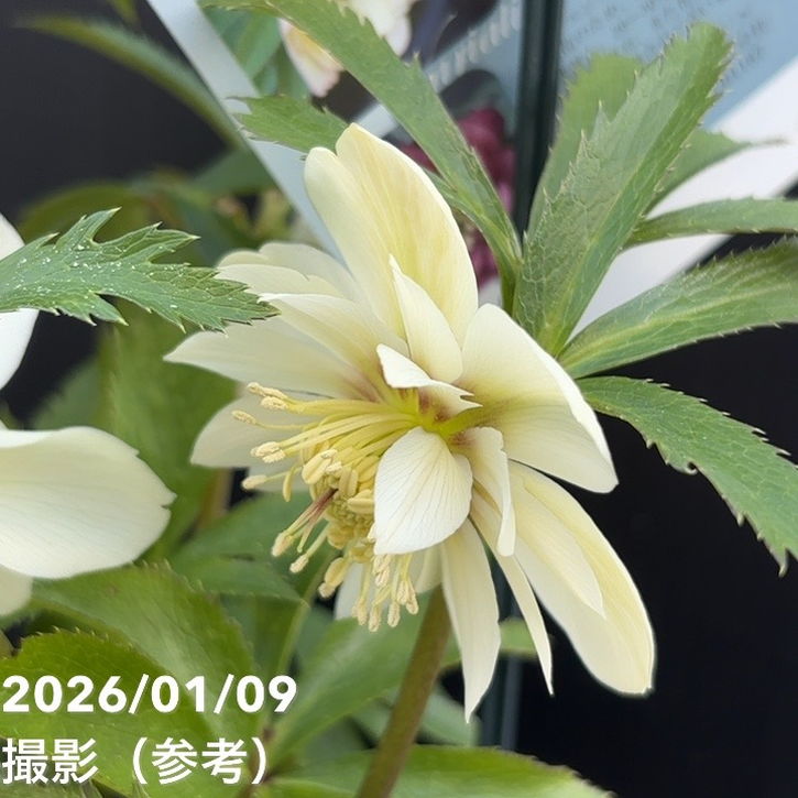 一点物】堀切園 クリスマスローズ ウィンターシンフォニー 静（シズカ