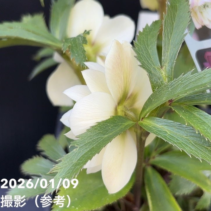 一点物】堀切園 クリスマスローズ ウィンターシンフォニー 静（シズカ