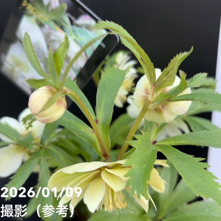 一点物】堀切園 クリスマスローズ ウィンターシンフォニー 静（シズカ