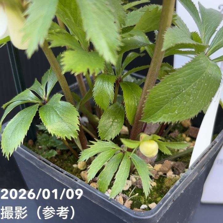 一点物】堀切園 クリスマスローズ ウィンターシンフォニー 静（シズカ