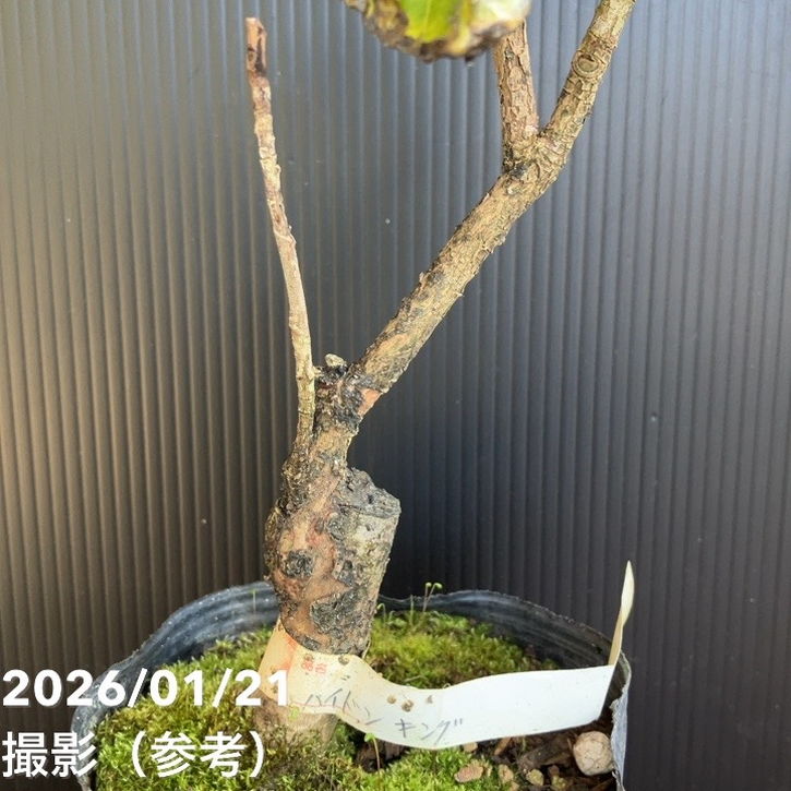 現品お届け】椿 ツバキ 4号 ハイドンキング KM5［こだわりの前田