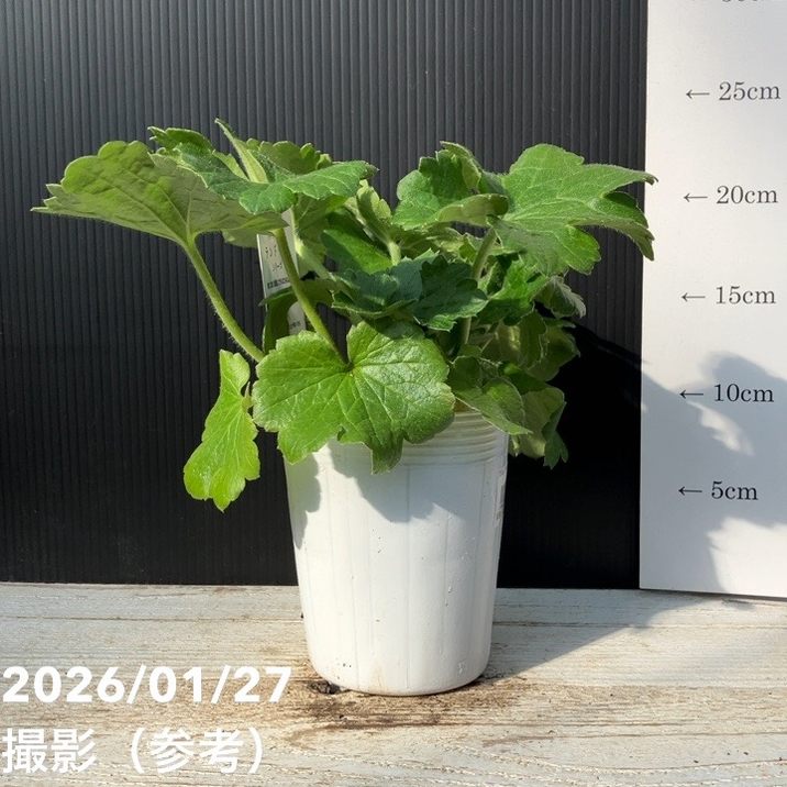 ラナンキュラス ランドセルシリーズ 3.5号 サラセレネ イパリオン PVP