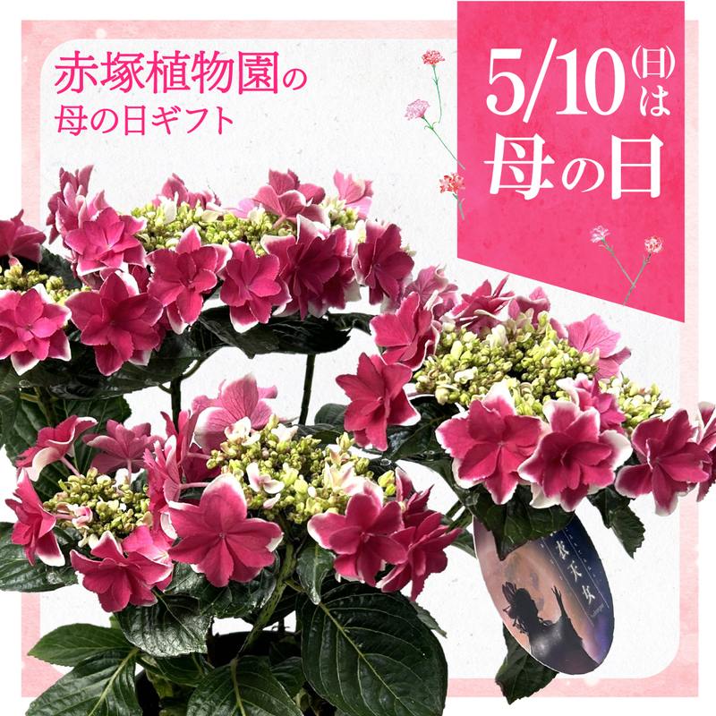 お届け5/12以降】母の日ギフト2026 アジサイ 羽衣天女 ハゴロモテン