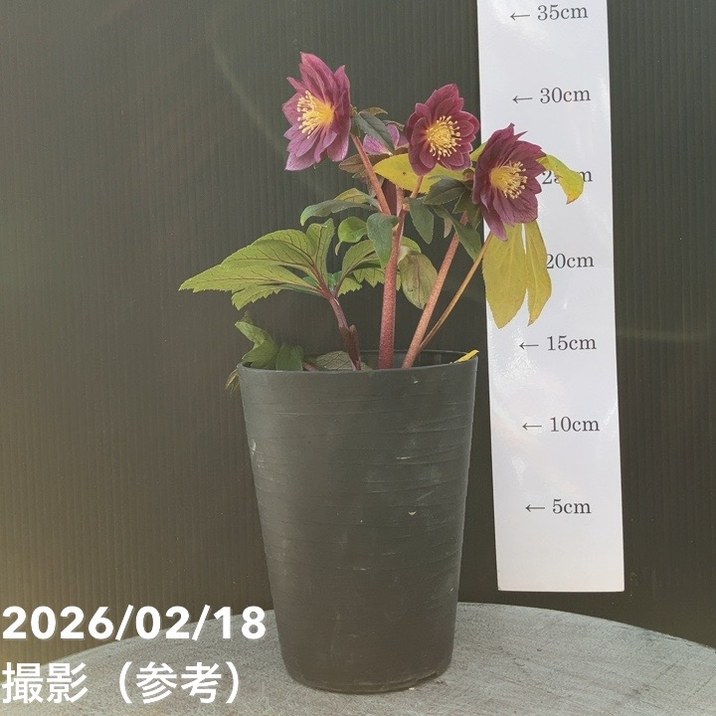 一点物】広瀬園芸 クリスマスローズ 4号（HR39）｜山野04-PA | 草花