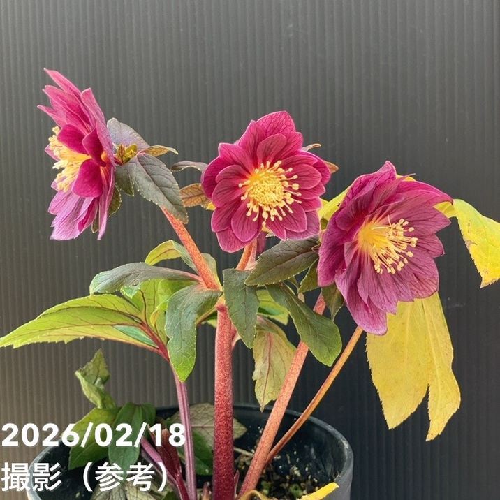 一点物】広瀬園芸 クリスマスローズ 4号（HR39）｜山野04-PA | 草花