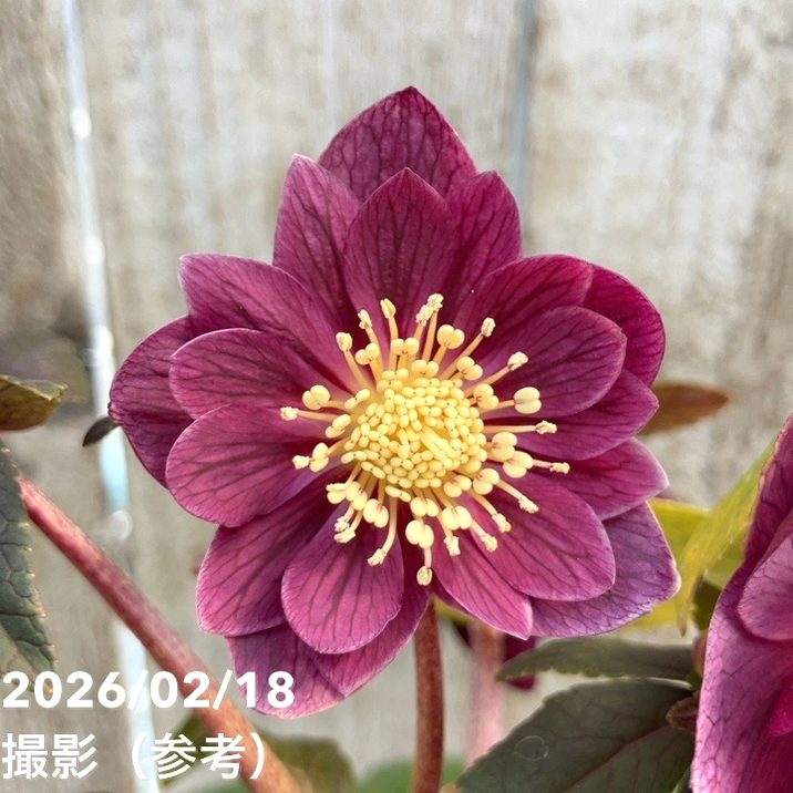 一点物】広瀬園芸 クリスマスローズ 4号（HR39）｜山野04-PA | 草花