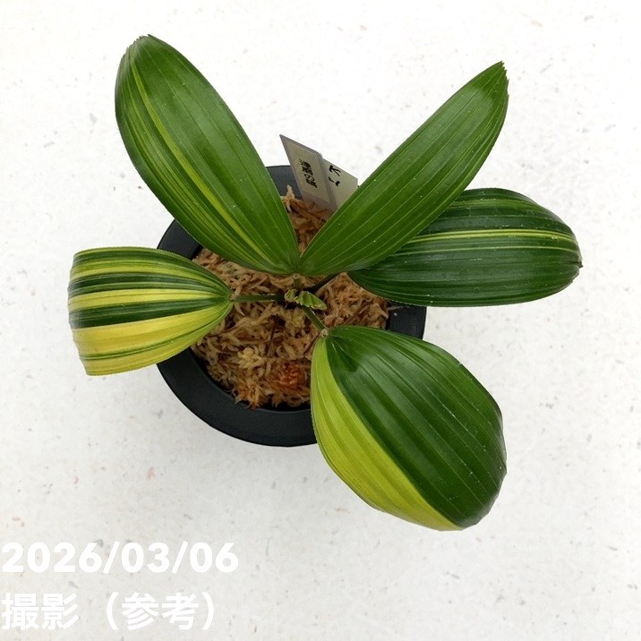 現品お届け】観音竹 カンノンチク 達磨の縞 だるまのしま プラ鉢（K21