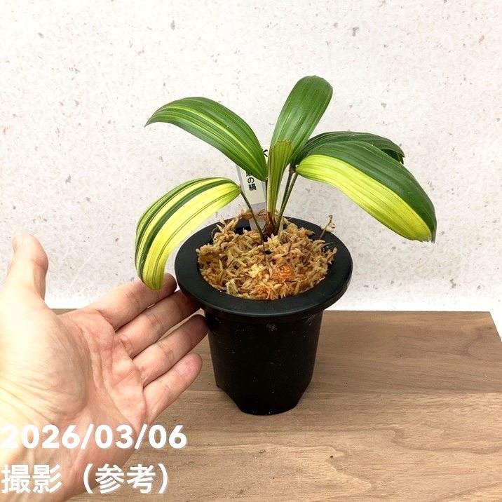 観葉植物 観音竹 カンノンチク 達磨 だるま 尺鉢 10号鉢 開運招福 縁起 現品お届け】観音竹 カンノンチク 達磨の縞 だるまのしま プラ鉢（K21