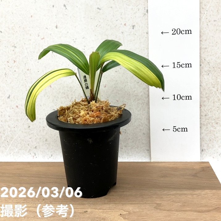 現品お届け】観音竹 カンノンチク 達磨の縞 だるまのしま プラ鉢（K21