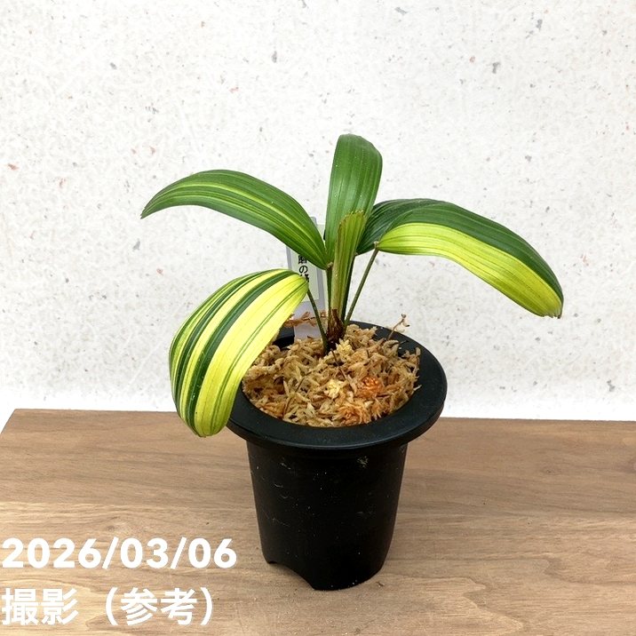 現品お届け】観音竹 カンノンチク 達磨の縞 だるまのしま プラ鉢（K21
