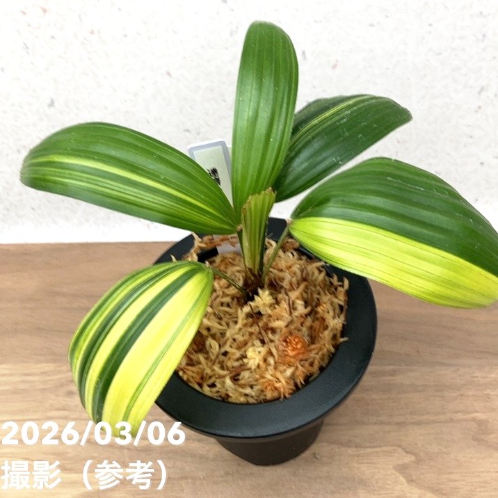 観葉植物 観音竹 カンノンチク 達磨 だるま 尺鉢 10号鉢 開運招福 縁起 現品お届け】観音竹 カンノンチク 達磨の縞 だるまのしま プラ鉢（K21