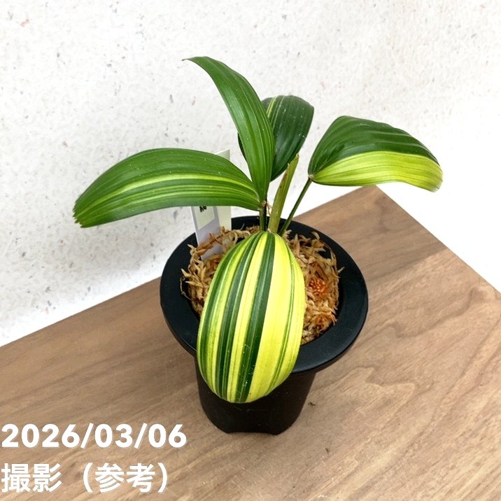 現品お届け】観音竹 カンノンチク 達磨の縞 だるまのしま プラ鉢（K21