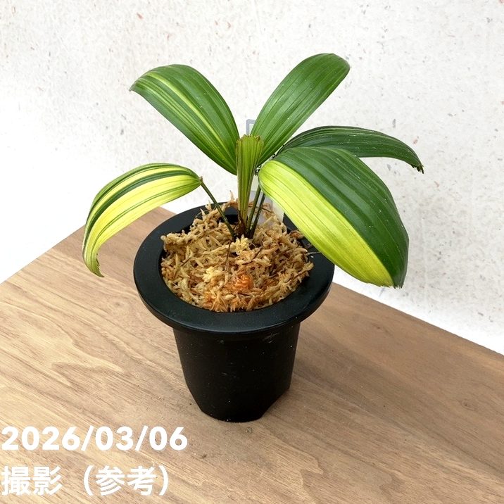 現品お届け】観音竹 カンノンチク 達磨の縞 だるまのしま プラ鉢（K21