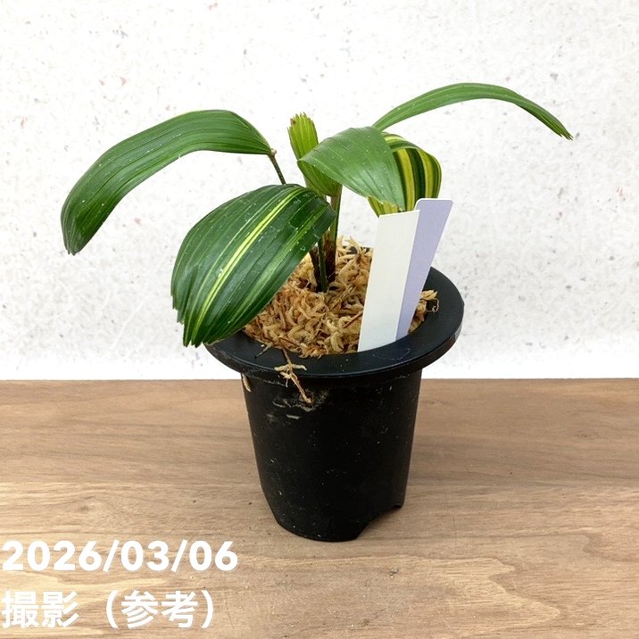 現品お届け】観音竹 カンノンチク 達磨の縞 だるまのしま プラ鉢（K21