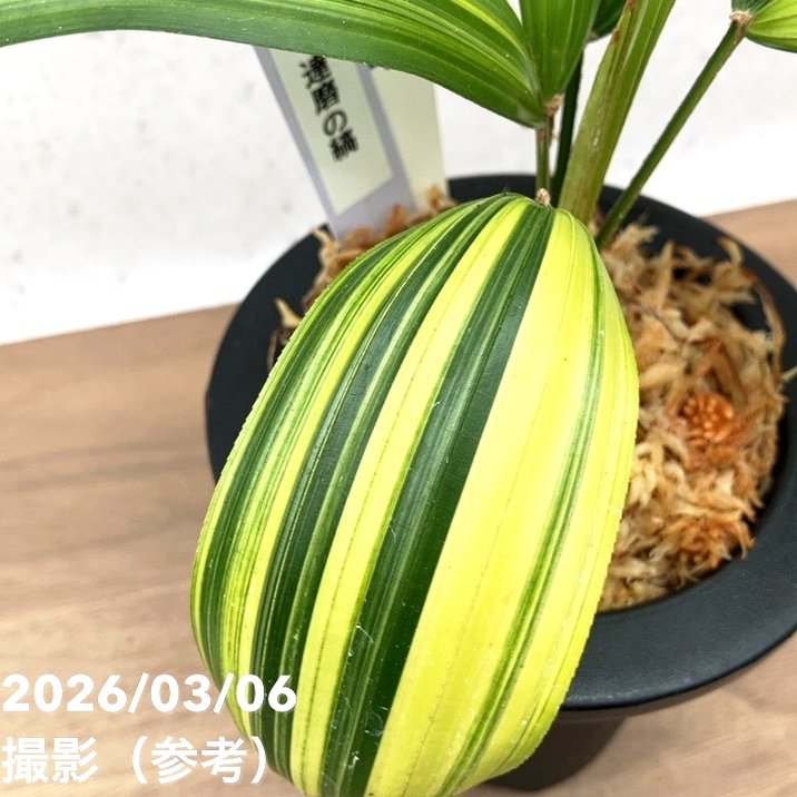 現品お届け】観音竹 カンノンチク 達磨の縞 だるまのしま プラ鉢（K21