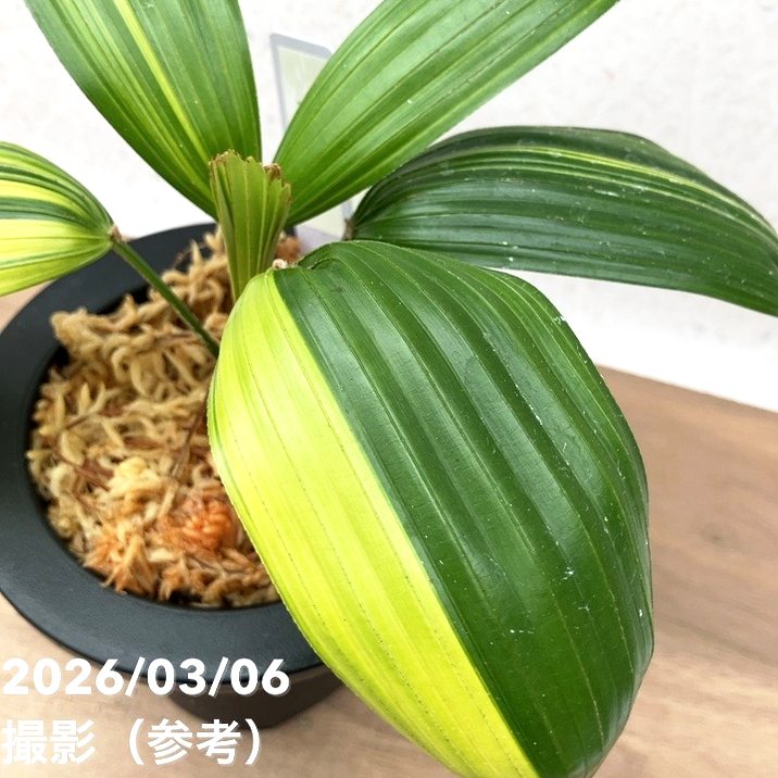 現品お届け】観音竹 カンノンチク 達磨の縞 だるまのしま プラ鉢（K21