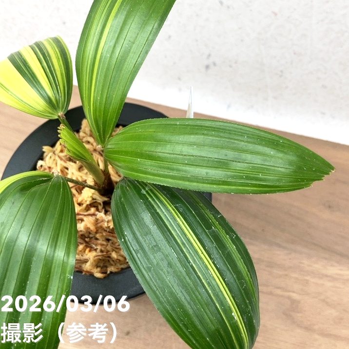 現品お届け】観音竹 カンノンチク 達磨の縞 だるまのしま プラ鉢（K21
