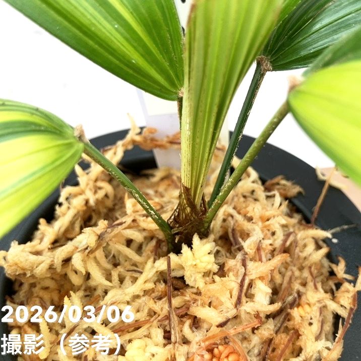 現品お届け】観音竹 カンノンチク 達磨の縞 だるまのしま プラ鉢（K21