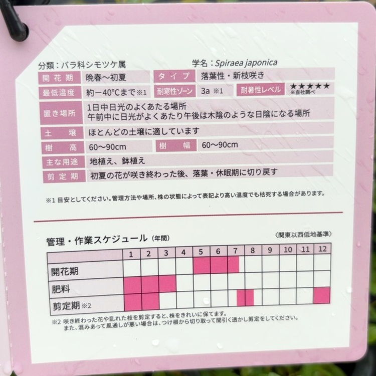 Hana⚘週末受取遅れますさま専用 確認用 桃錦色×パールピンク7-28 PW シモツケ ダブルプレイ ピンク 5号｜花木04-PA | 花木・庭木 | 赤塚