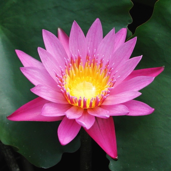 熱帯スイレン 4号 インディペンデンス｜草花01-D1 | 草花,熱帯スイレン