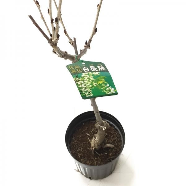 藤(フジ)白長藤 6号ポット苗 ※4月中旬以降は開花中もしくは剪定済みの株|花木10-TU