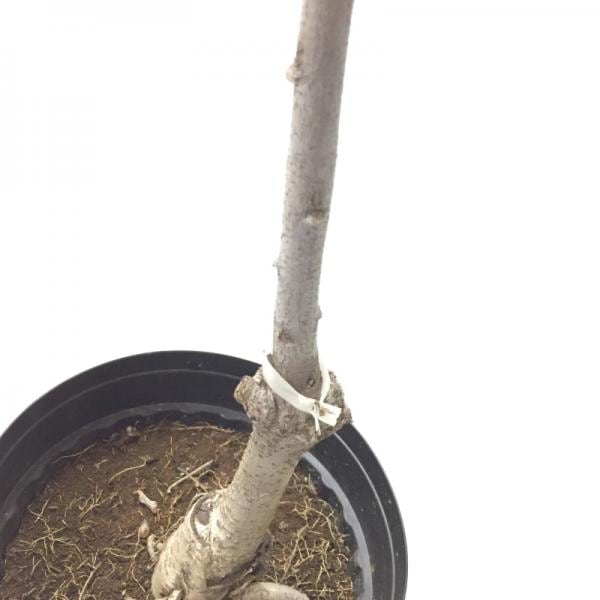 藤(フジ)白長藤 6号ポット苗 ※4月中旬以降は開花中もしくは剪定済みの株|花木10-TU