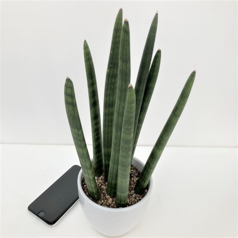 希少品種サンセベリア、スタッキー本物 希少品種サンセベリア、スタッキー本物 (一部地域送料無料