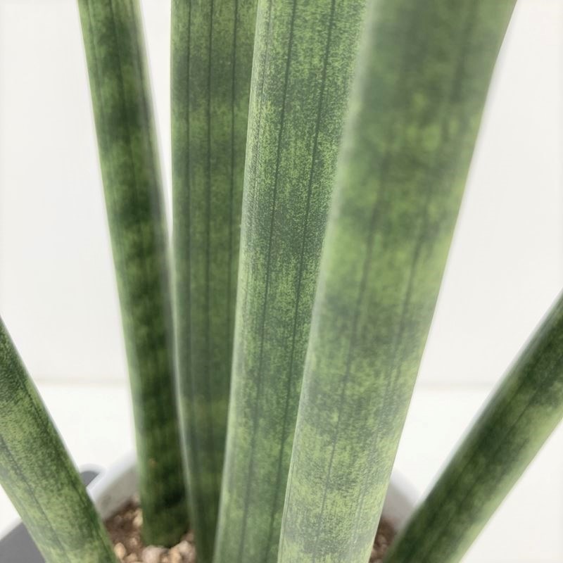 一部予約 サンセベリア スタッキー 本物 珍奇植物 サンスベリア Www Anavara Com 一部予約 サンセベリア スタッキー 本物 珍奇植物 サンスベリア Www Anavara Com