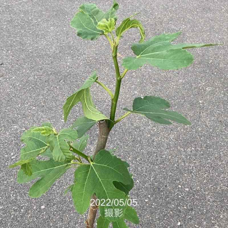 イチジク ヨルダン 甘〜い 鉢栽培OK 苗木 根有り新芽 楽天市場】【イチジク属】ヨルダン（挿し木苗）4号LLポット