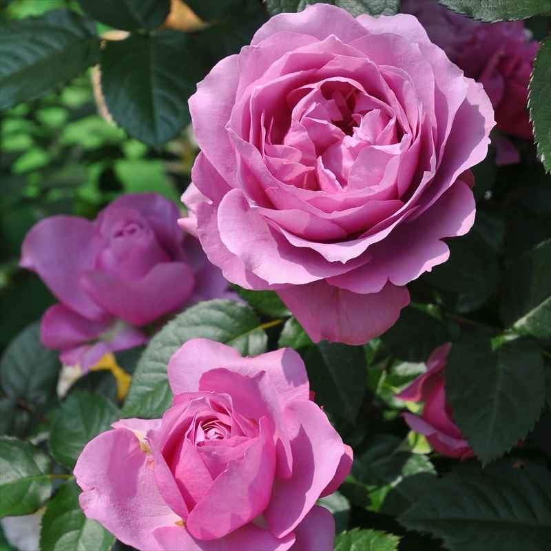 バラ大苗 シュリンクス 7号 ロサ・オリエンティス｜花木04-PA | 花木