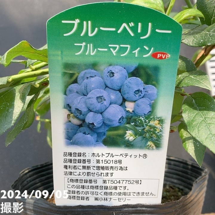 激レア！世界初の四季咲き性ブルーベリー ブルーマフィン 5号 挿木苗