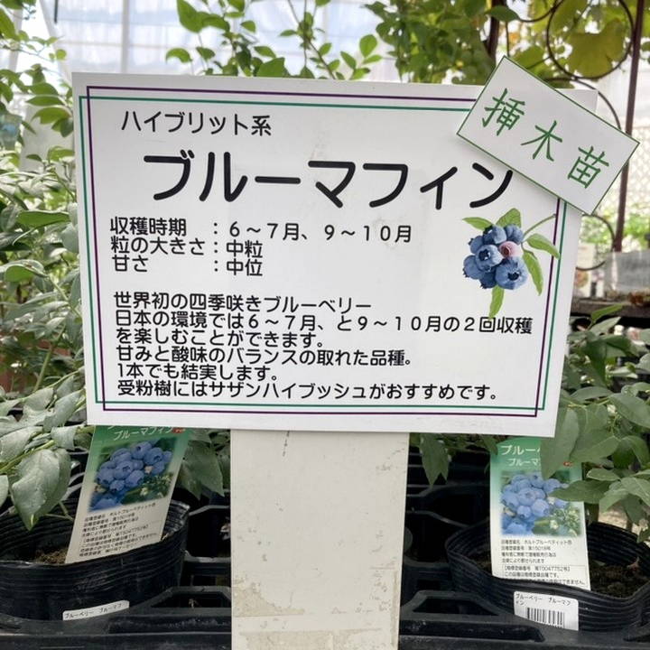 セット10　花が咲いていますブルーベリー苗5種類12本
ブルーシャワー2本
バルトウィン2本
ニューハノーバー2本
ブラデン2本
コースタル2本
ピンクレモーネドー2本
合計12本 激レア！世界初の四季咲き性ブルーベリー ブルーマフィン 5号 挿木苗