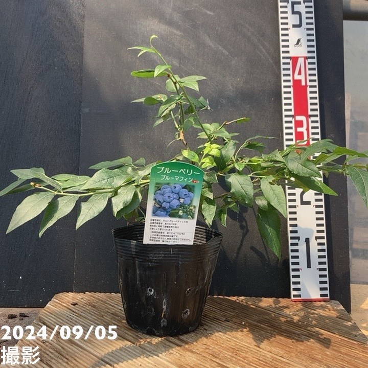 激レア！世界初の四季咲き性ブルーベリー ブルーマフィン 5号 挿木苗