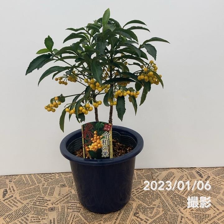 黄金万両 令和の栄6号 希少種