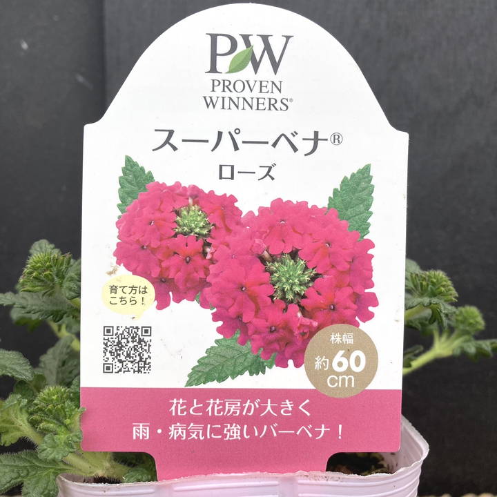 PW スーパーベナ ローズ 3.5号×3株セット｜草花04-PA | 草花,[季節の